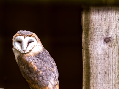Chouette effraie - De Zonnegloed - Refuge pour animaux